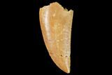 Raptor Tooth - Real Dinosaur Tooth #102384-1